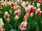 [Grand Perfection 2007_0402Image0018.JPG]